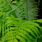 Ferns