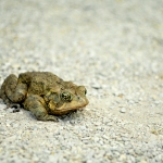 Toad