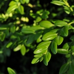 Shrub