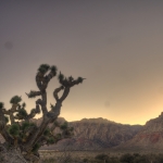 HDR Joshua Tree